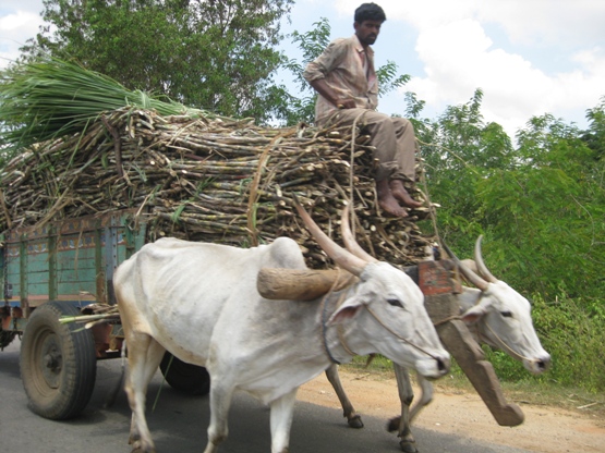 Glimpses of India