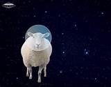 space sheep