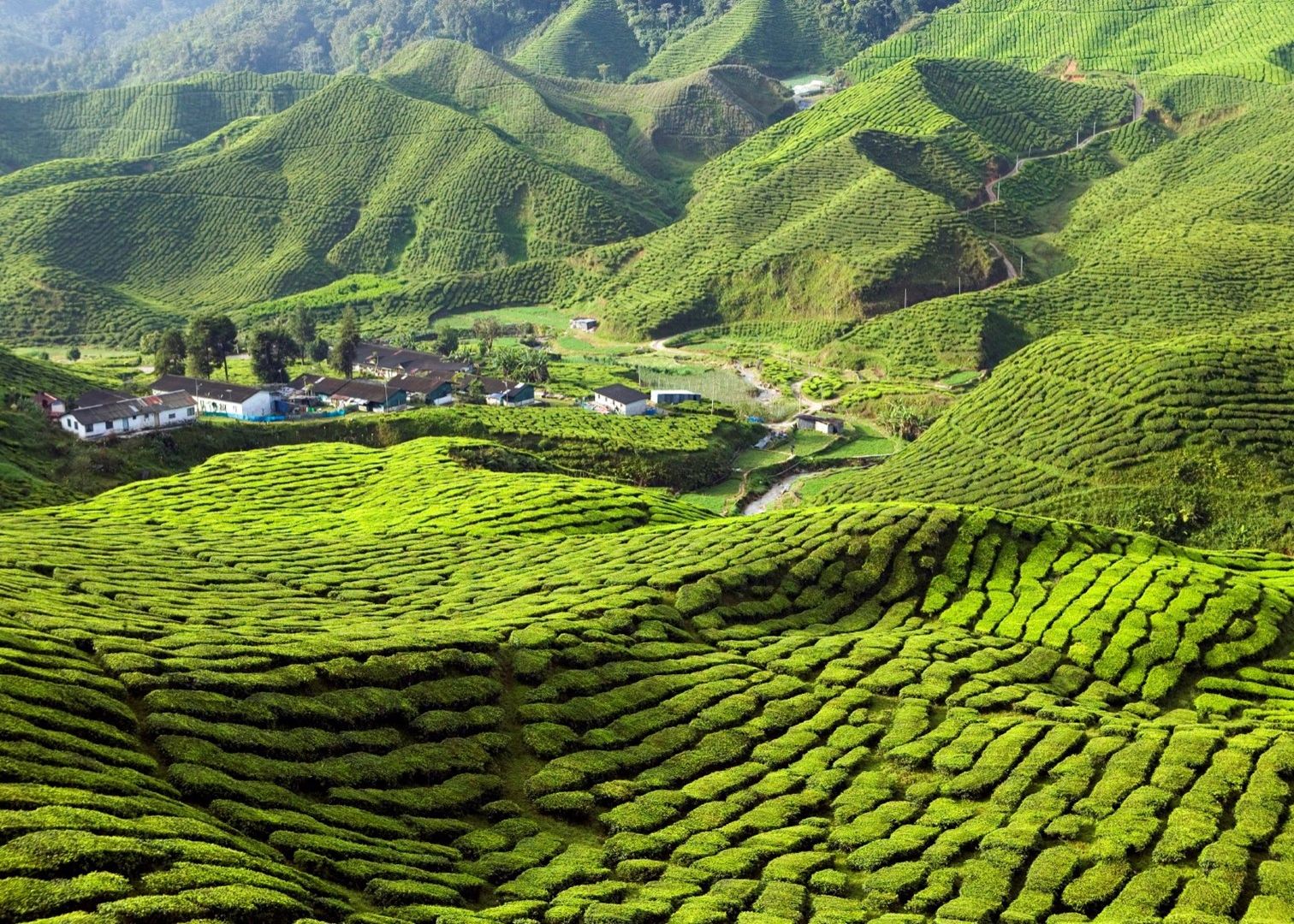 Tea on Cameron Highlands